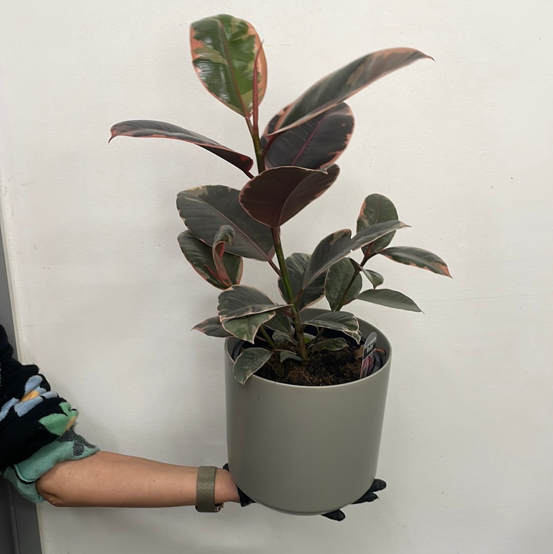 Ficus Elastica Plant - The Bloom Room 