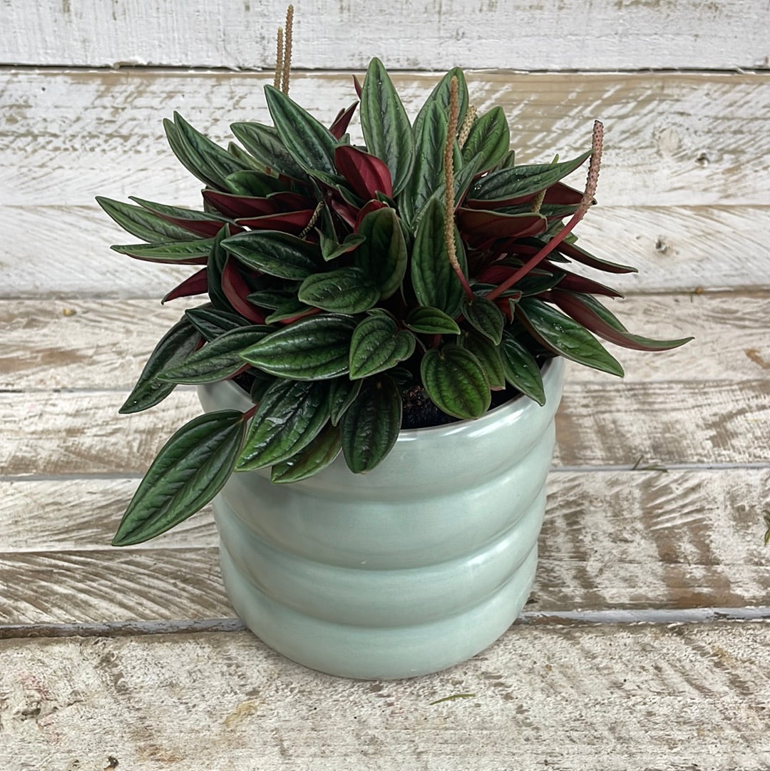 Peperomia Plant - The Bloom Room 