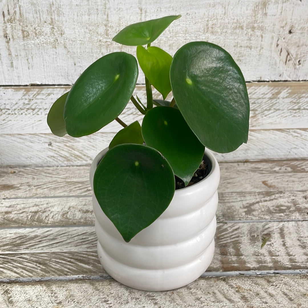 Peperomia Plant - The Bloom Room 