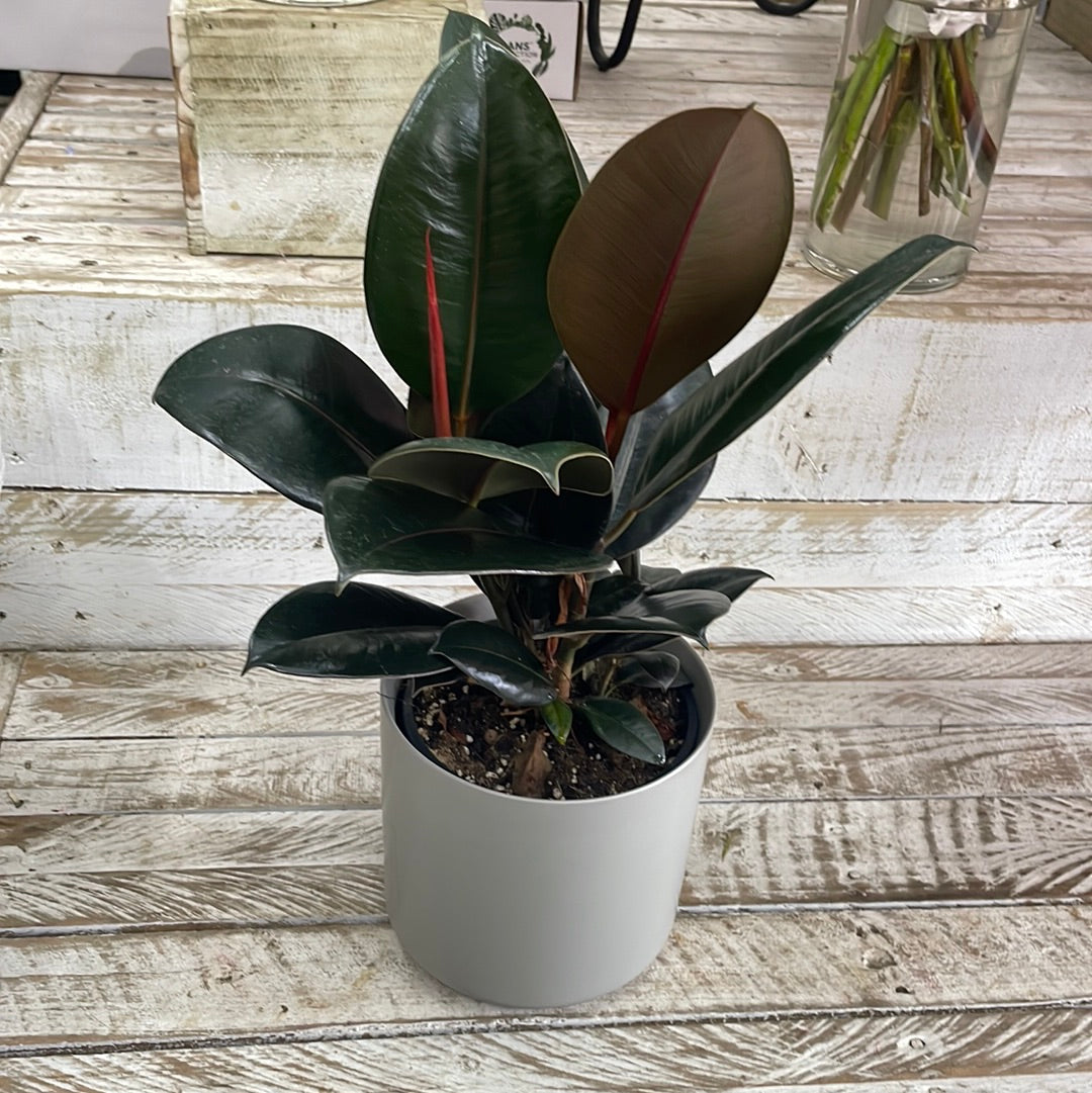 Ficus Elastica Plant - The Bloom Room 