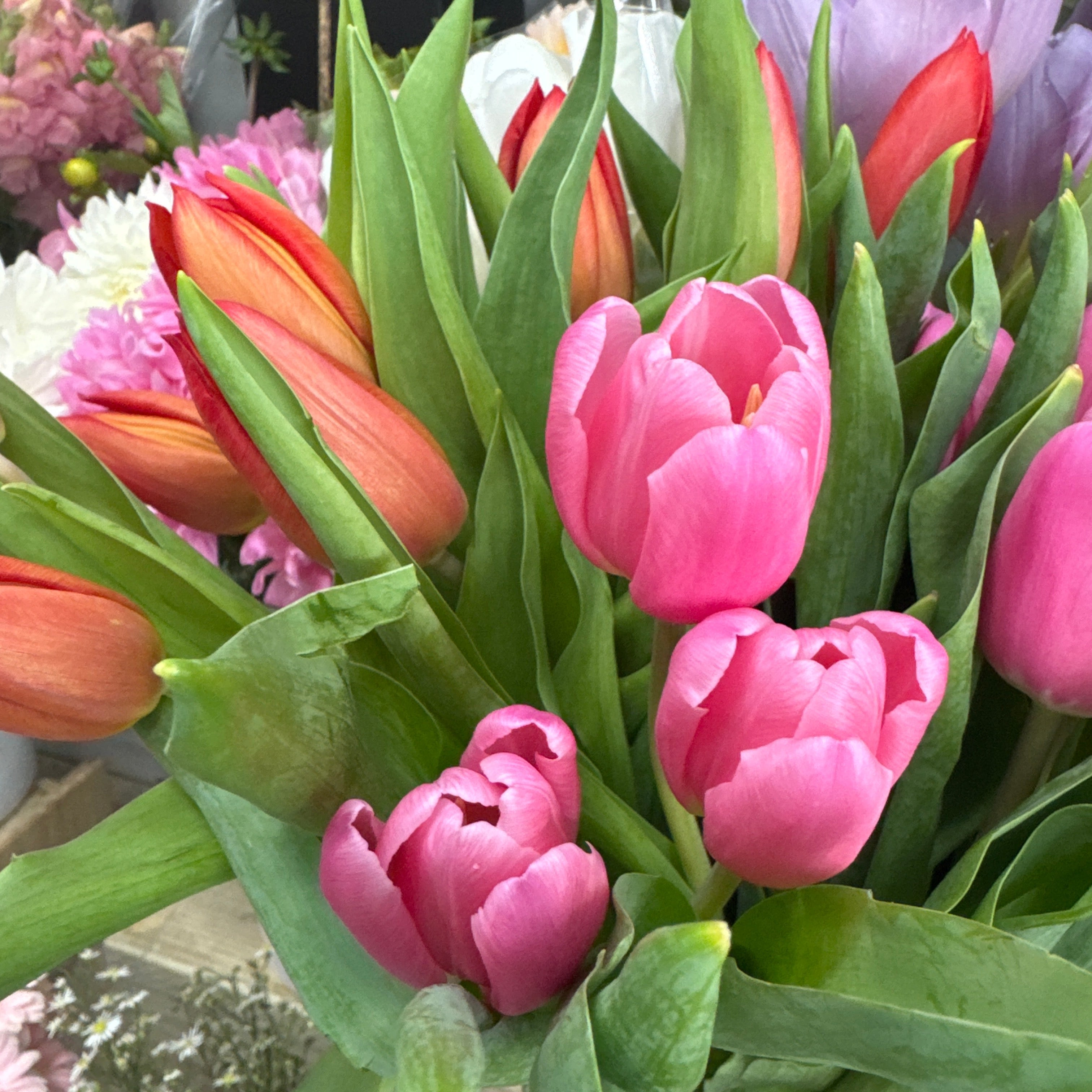 Tulips Bunch - The Bloom Room 