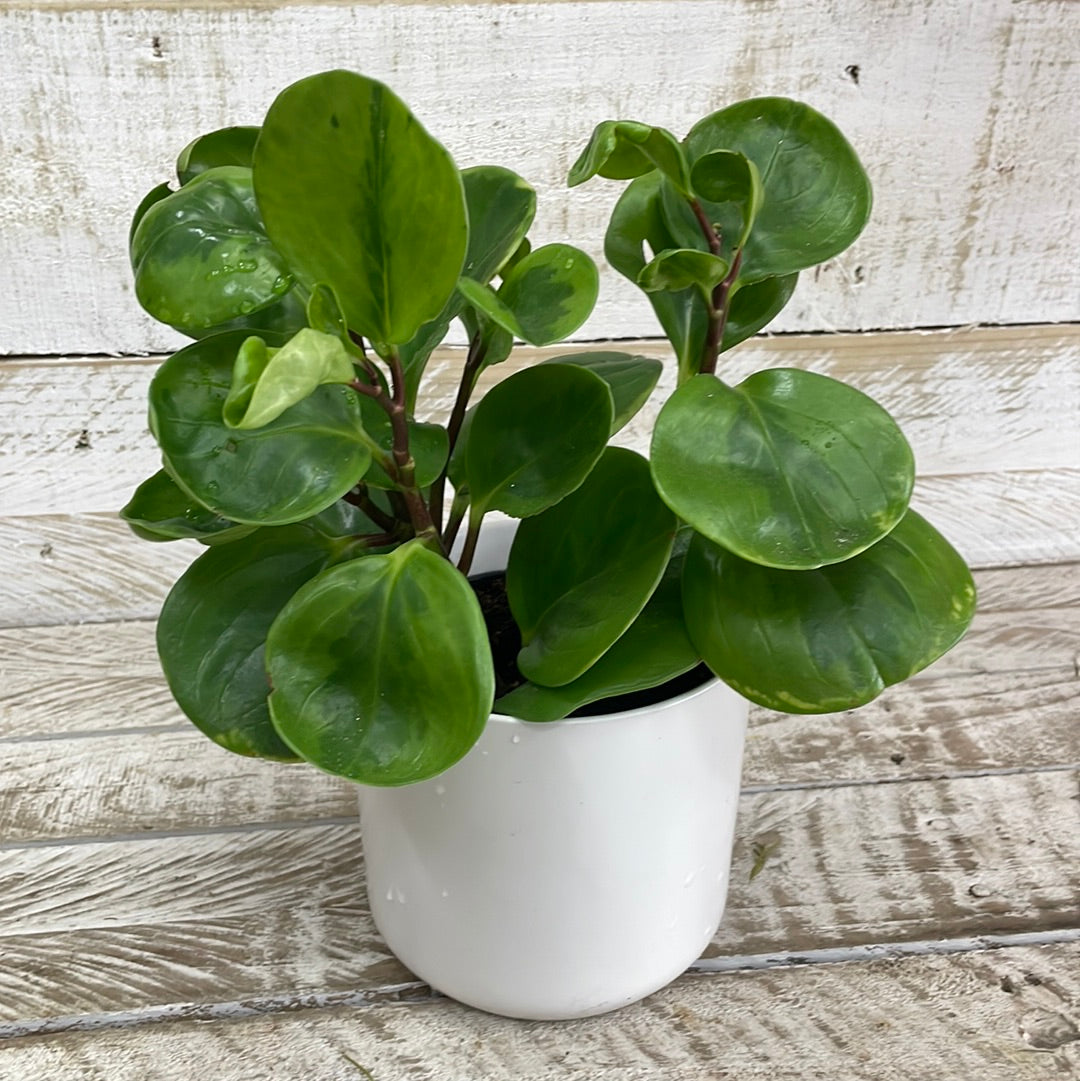 Peperomia Plant - The Bloom Room 