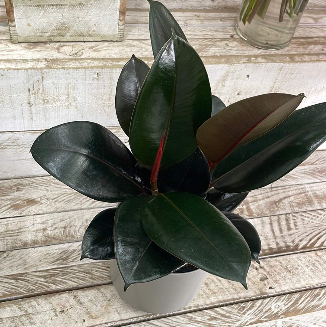 Ficus Elastica Plant - The Bloom Room 