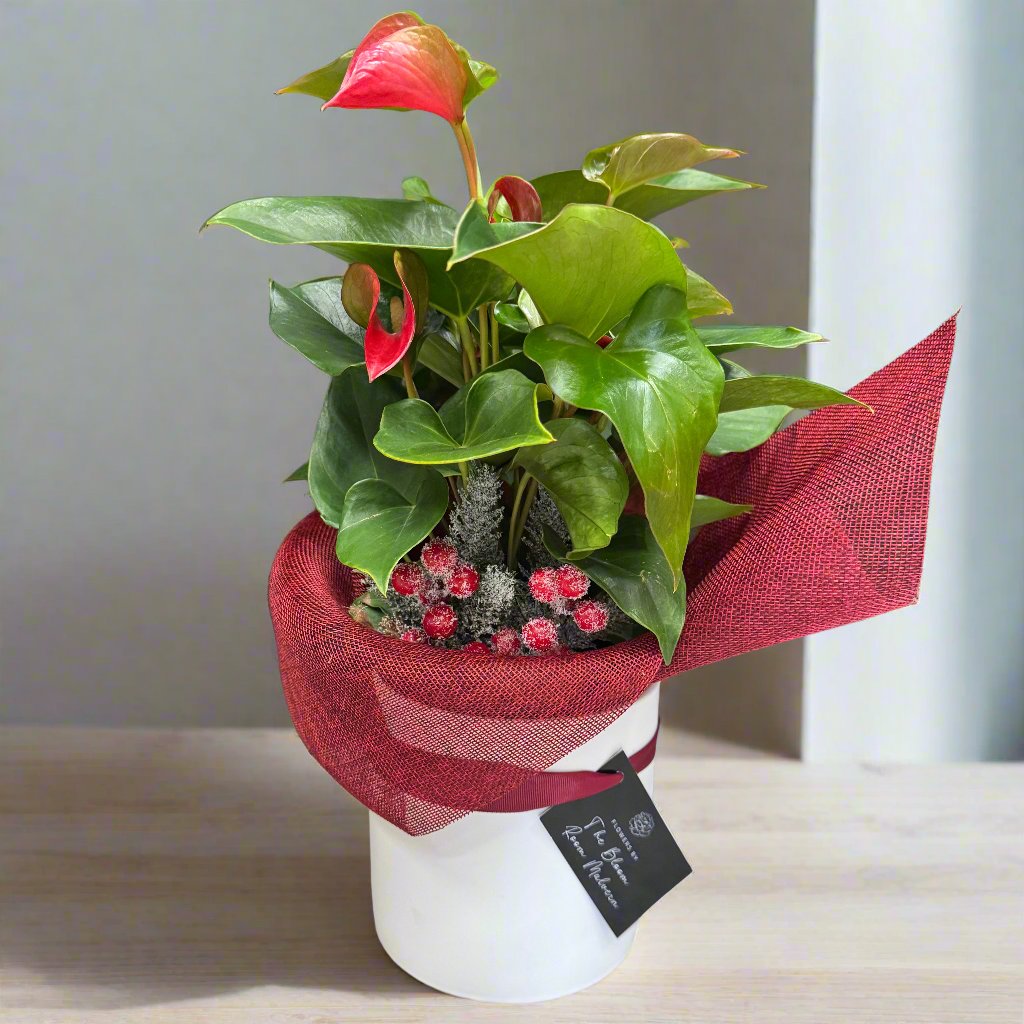 Anthurium Flower Plant - The Bloom Room 