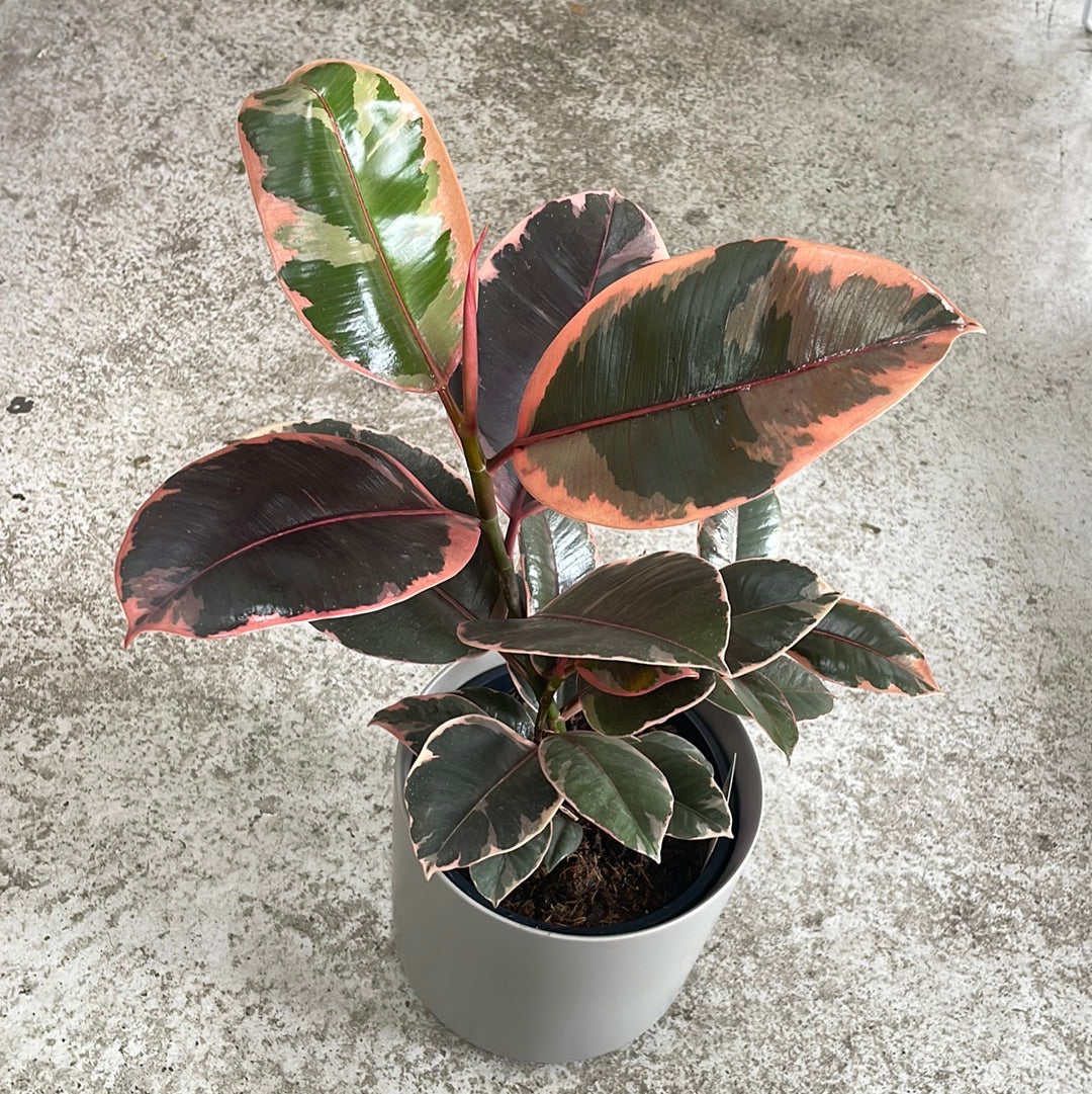 Ficus Elastica Plant - The Bloom Room 