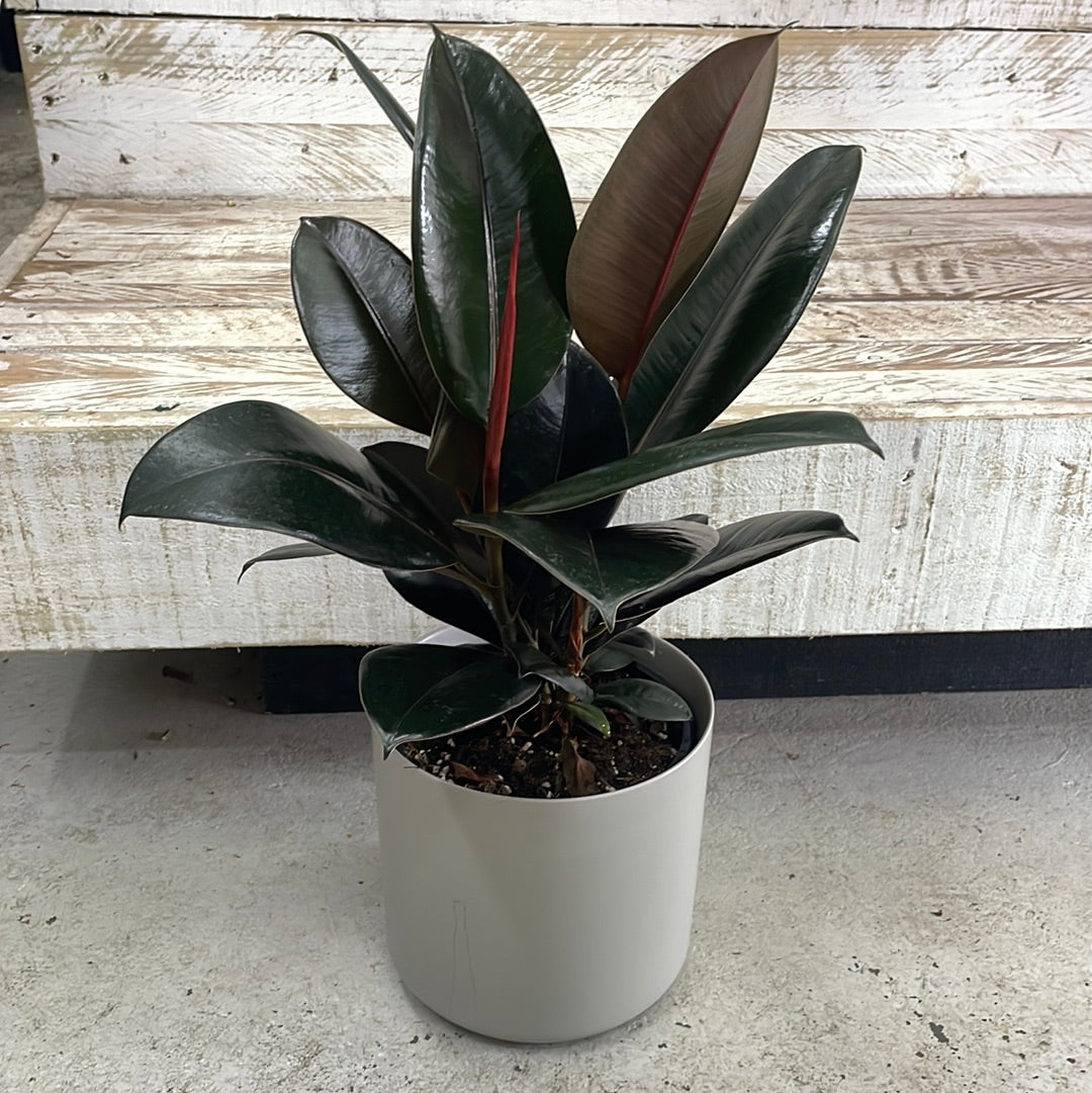 Ficus Elastica Plant - The Bloom Room 