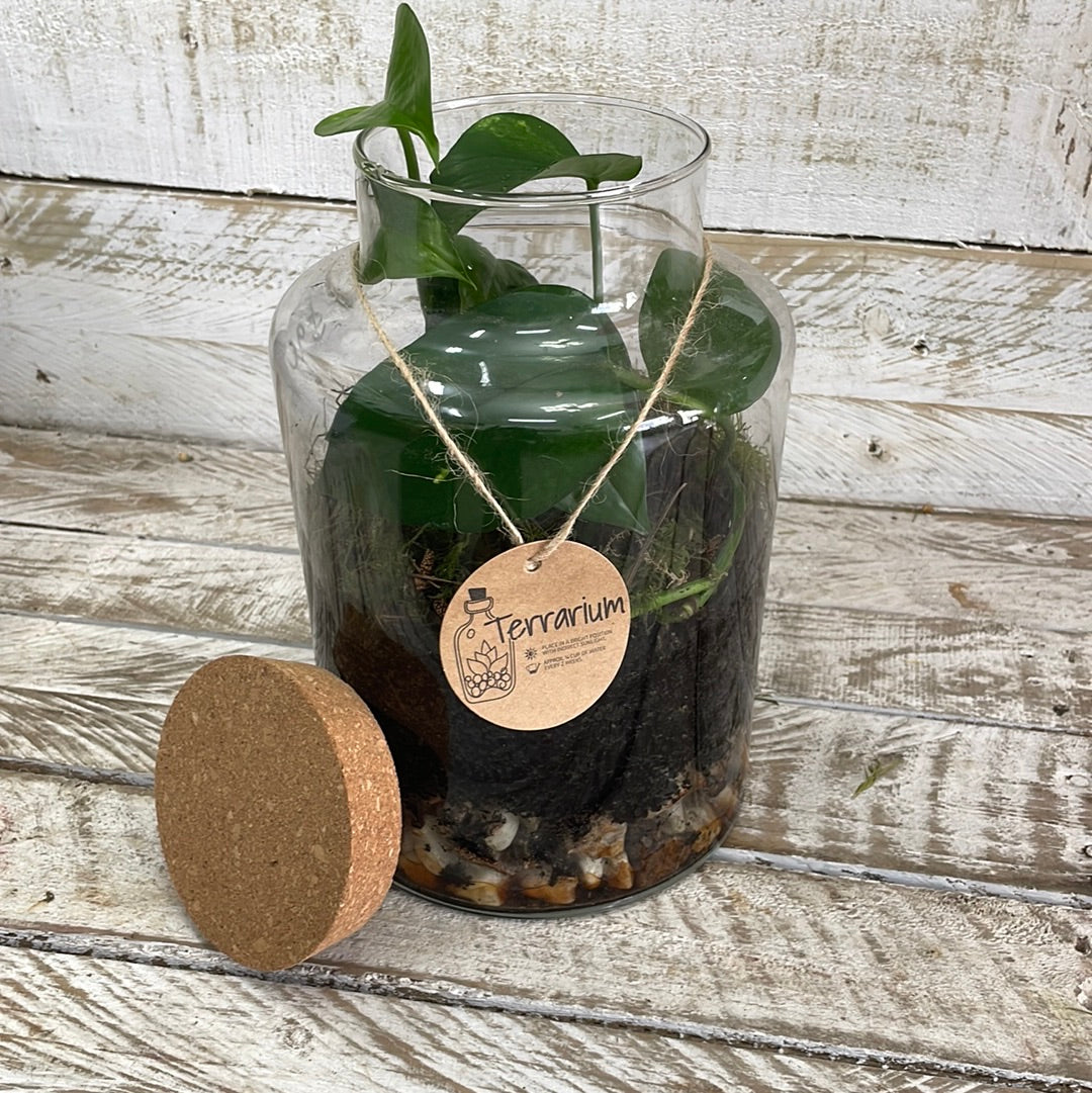 terrarium plant hema Terrarium Plants