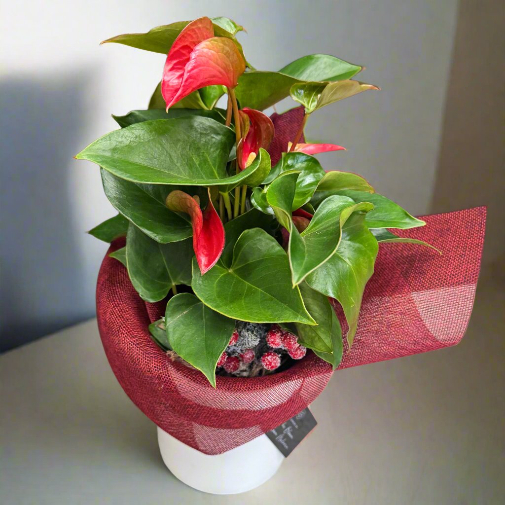 Anthurium Flower Plant - The Bloom Room 
