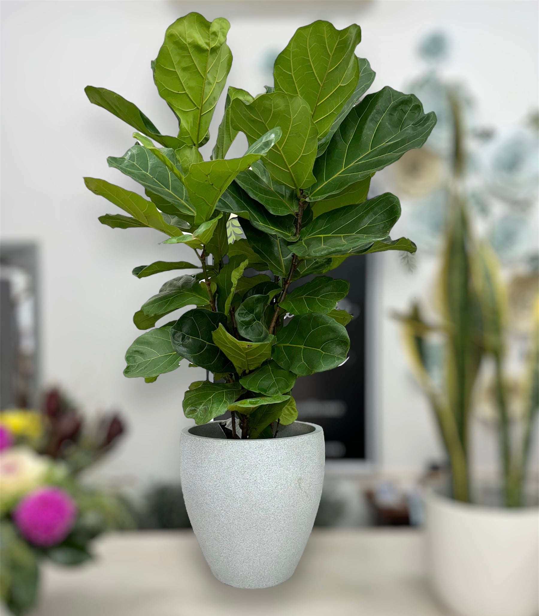 Fiddle Leaf Fig Plant - The Bloom Room 
