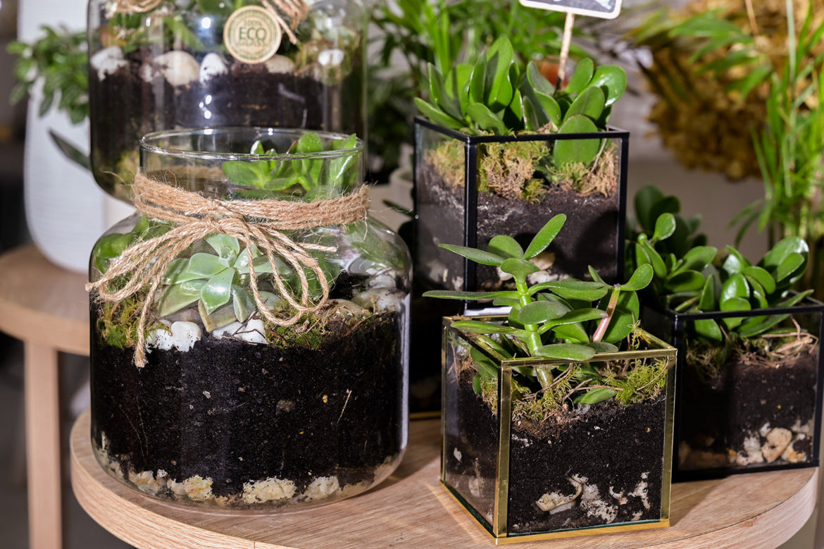 Terrarium Plants - The Bloom Room 