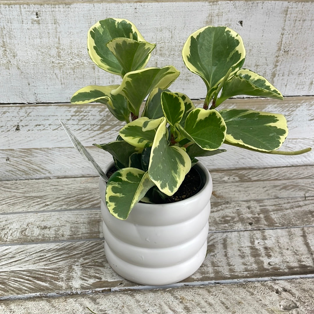 Designer Peperomia - The Bloom Room 