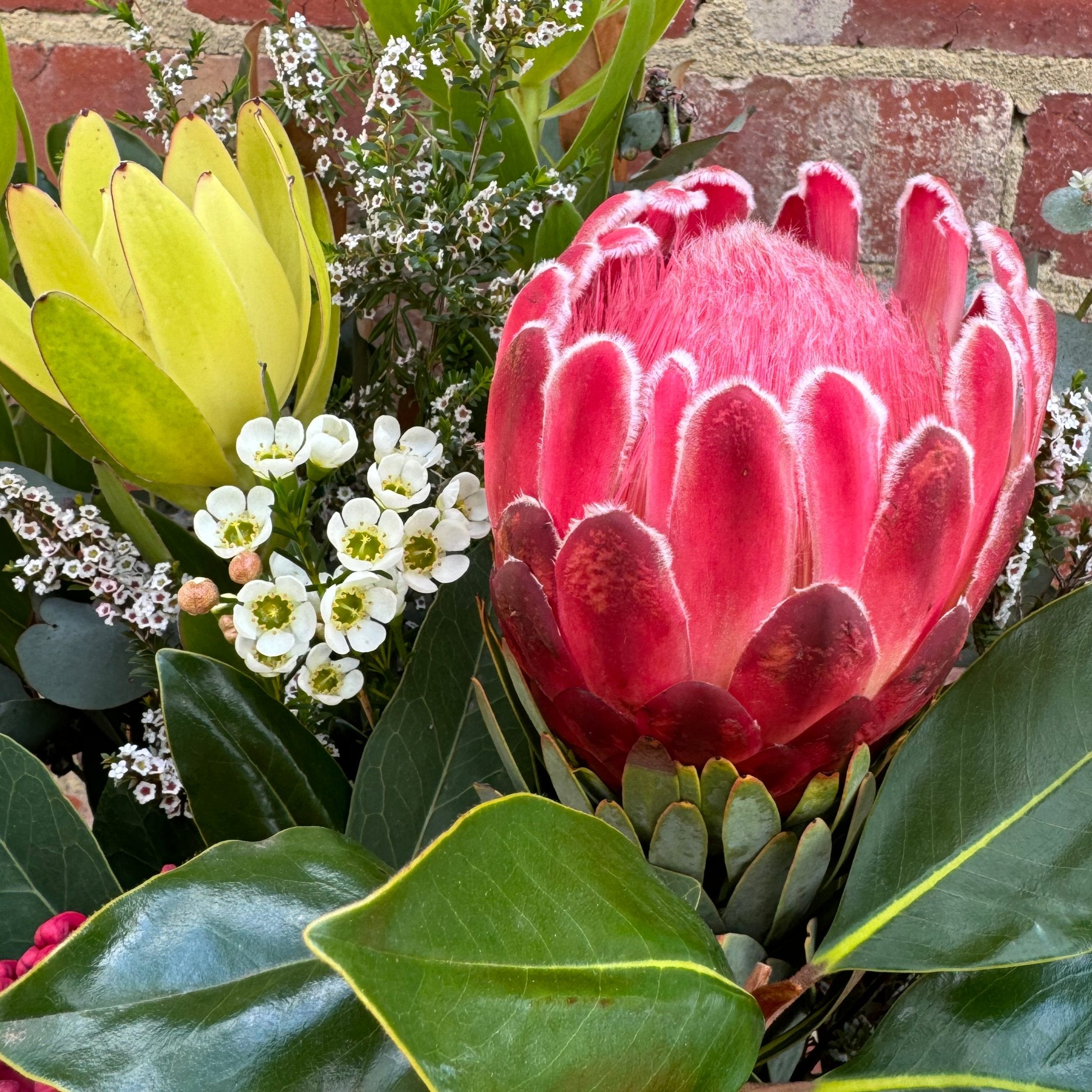Vibrant Native Boxed Arrangement - The Bloom Room 