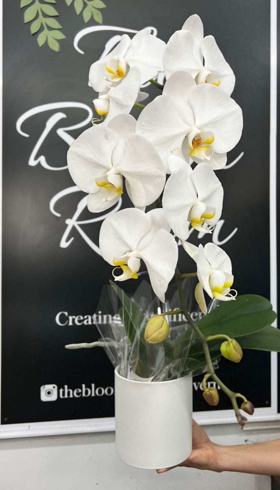 Large Orchid in a Pot - The Bloom Room 