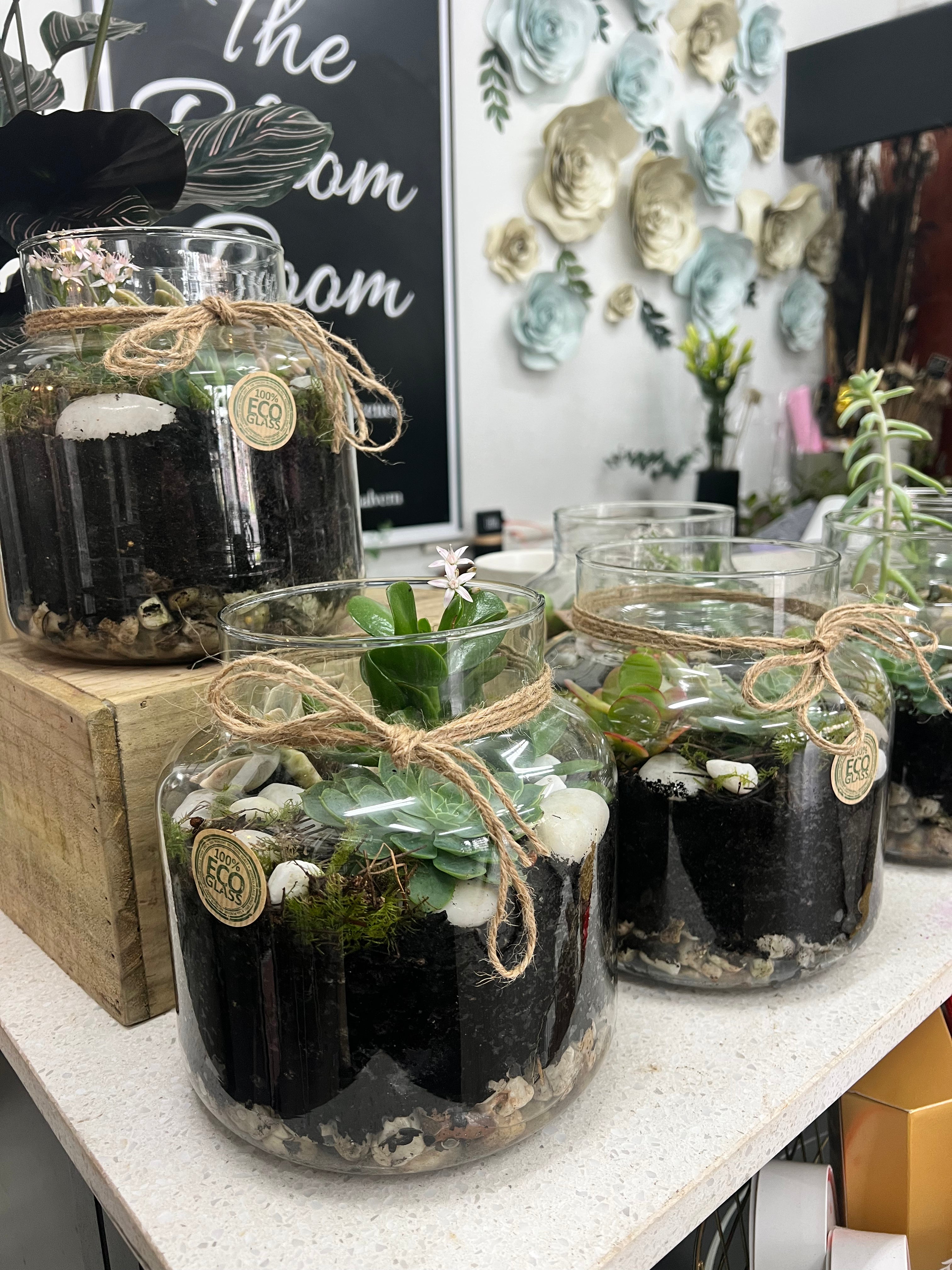 terrarium plant hema Terrarium Plants