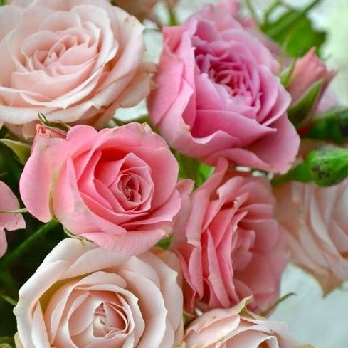 Classic Roses (Pink or White)