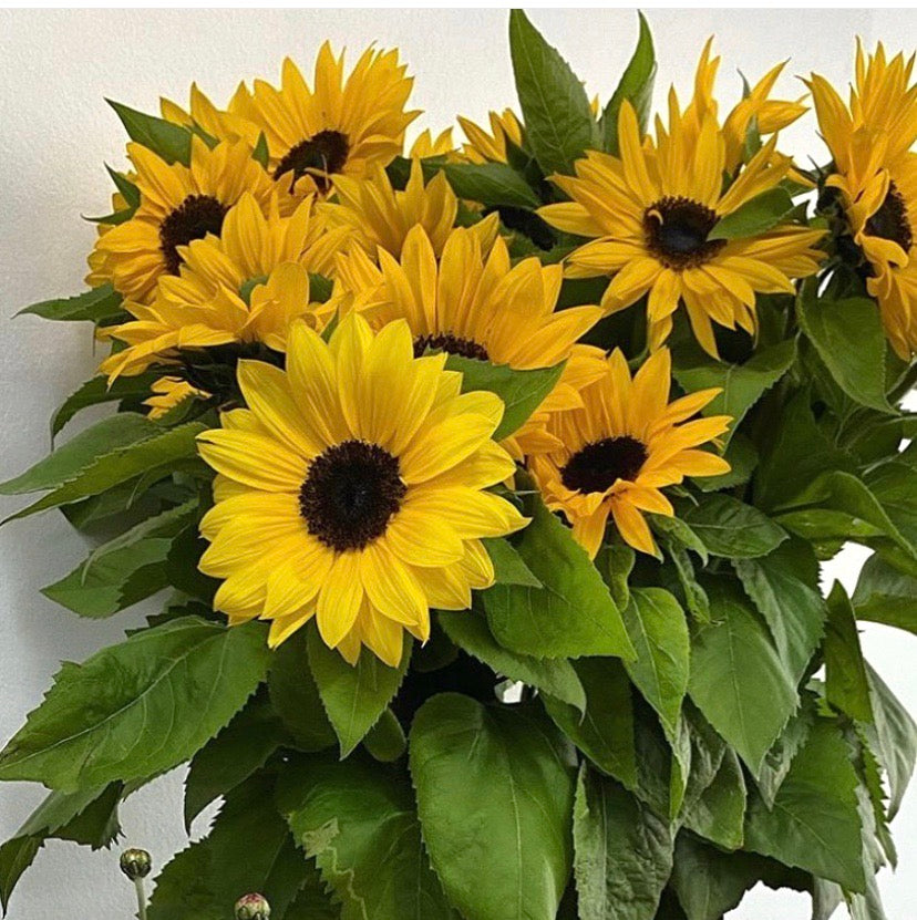 Sunny Sunflowers (1 Bunch) - The Bloom Room 