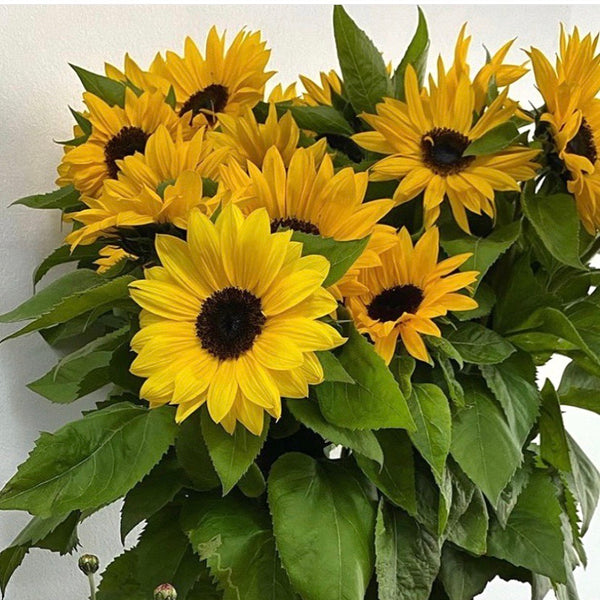 Sunny Sunflowers (1 Bunch)