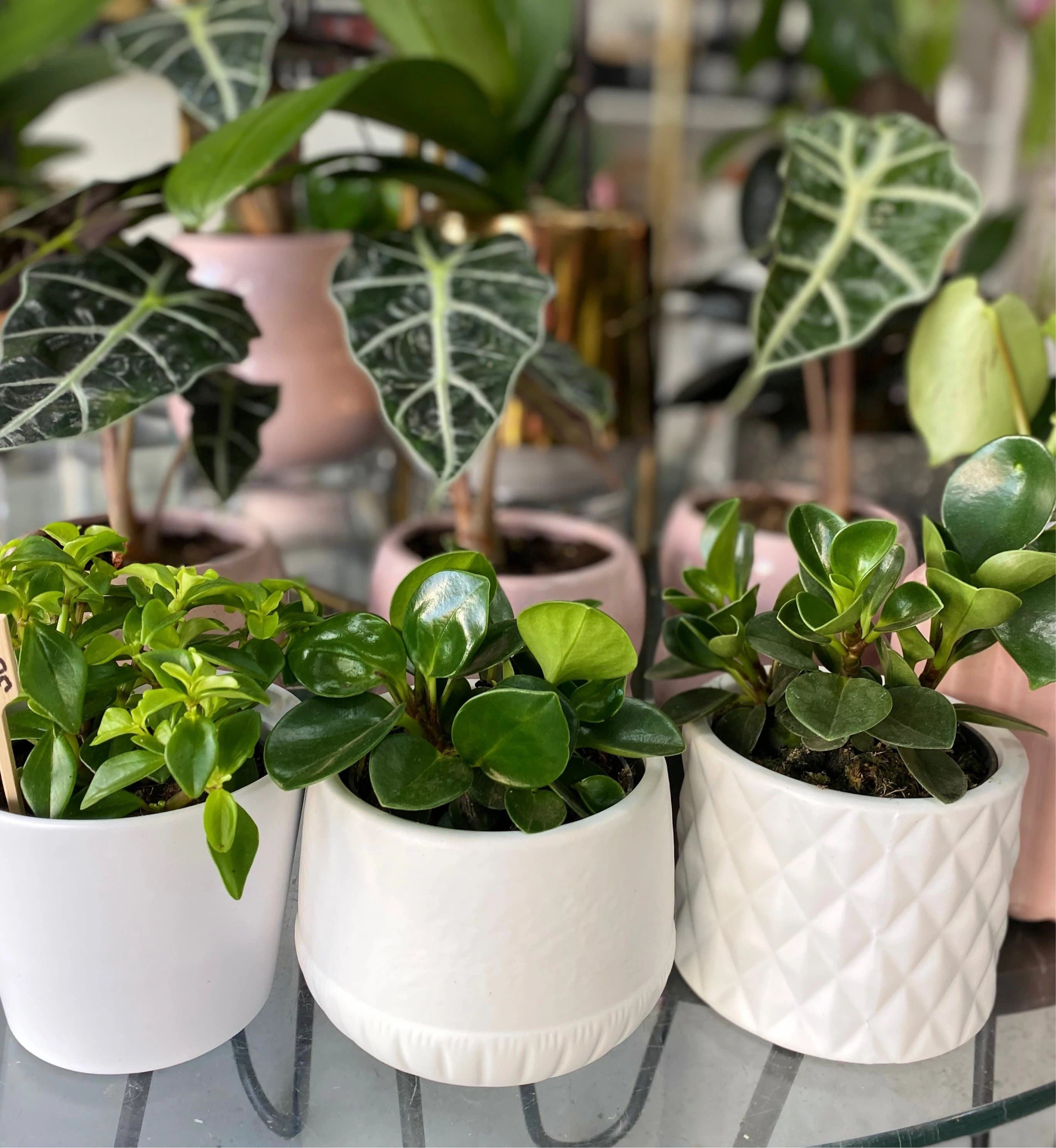 Cute Plants (Assorted) - The Bloom Room 