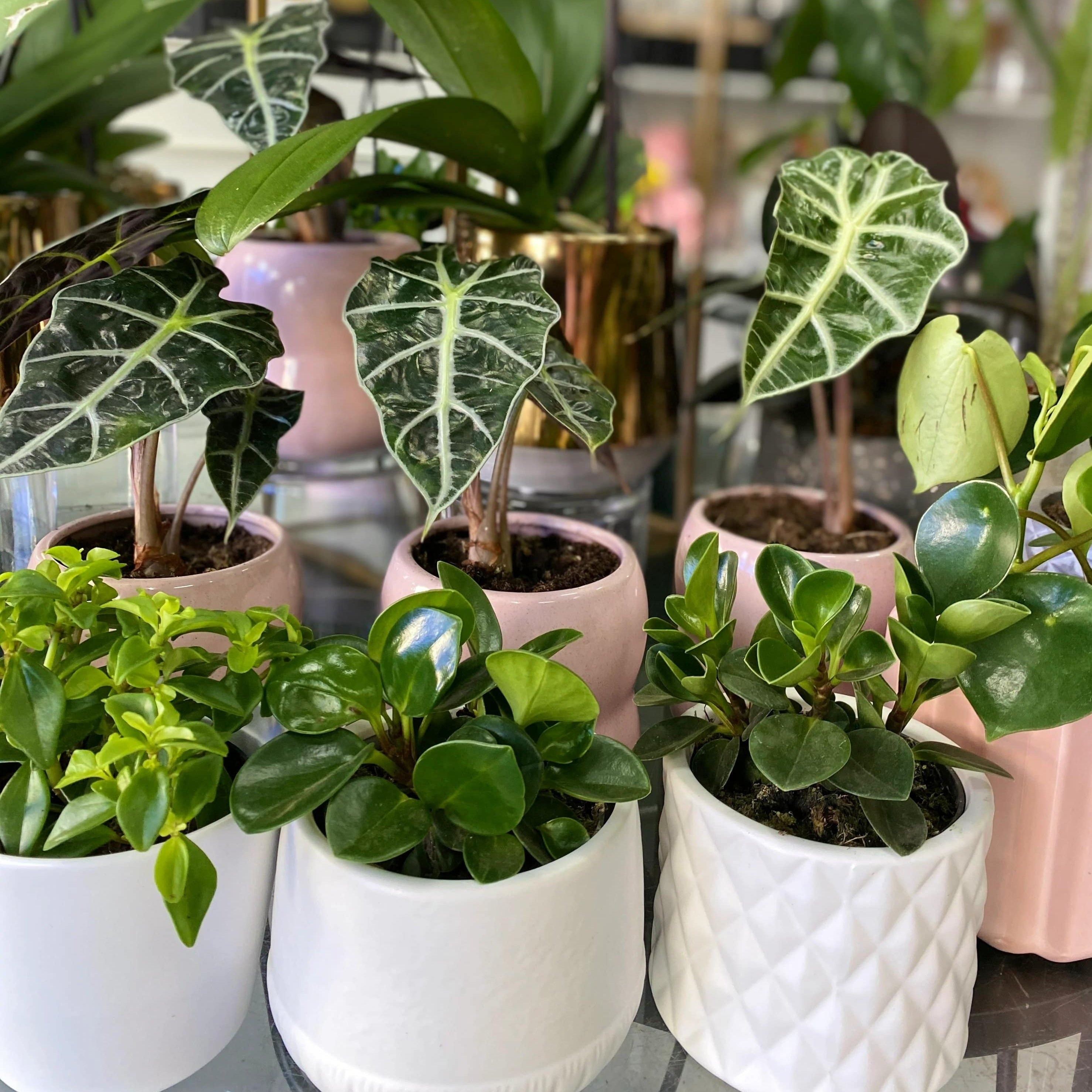 Cute Plants (Assorted) - The Bloom Room 