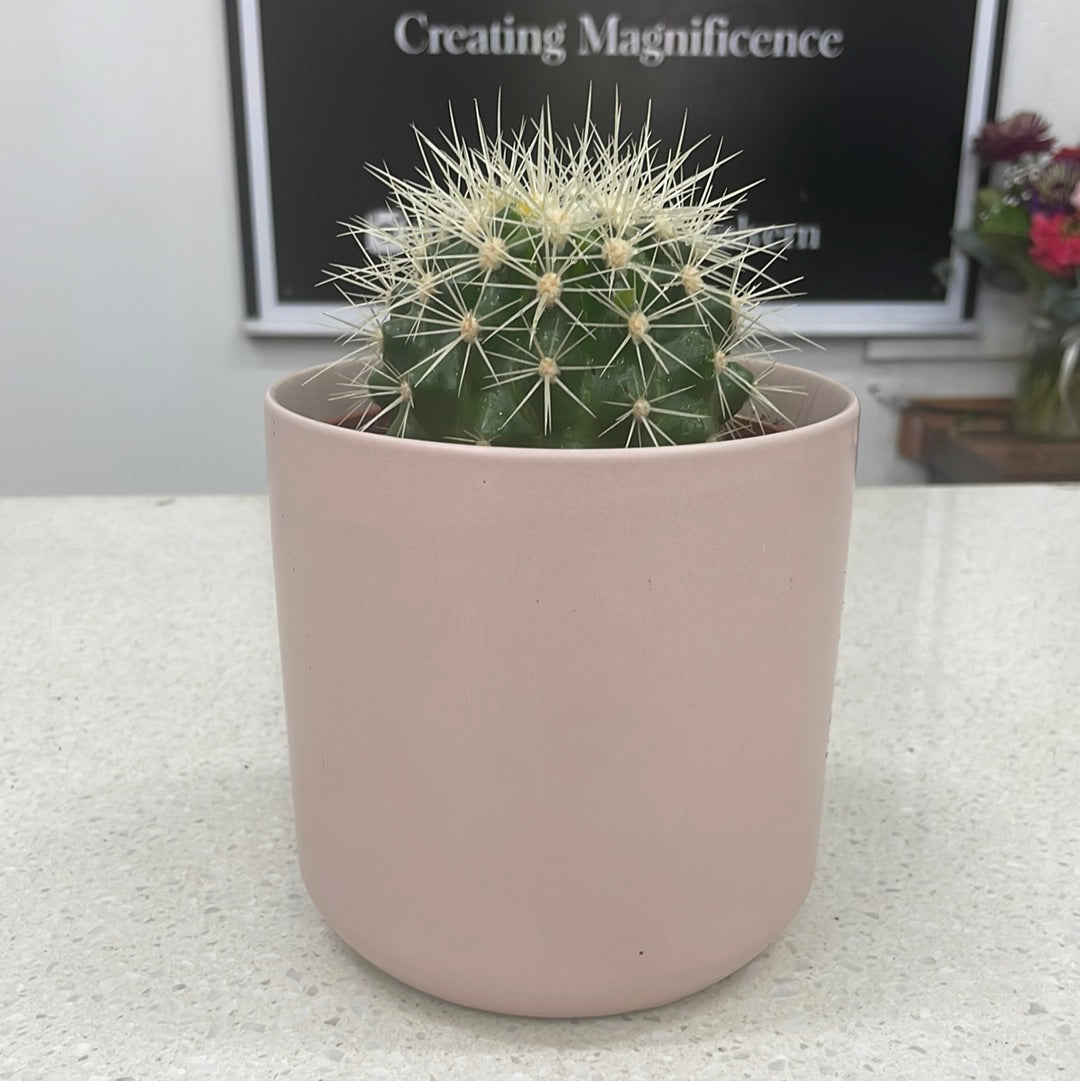 Cactus Plant - The Bloom Room 