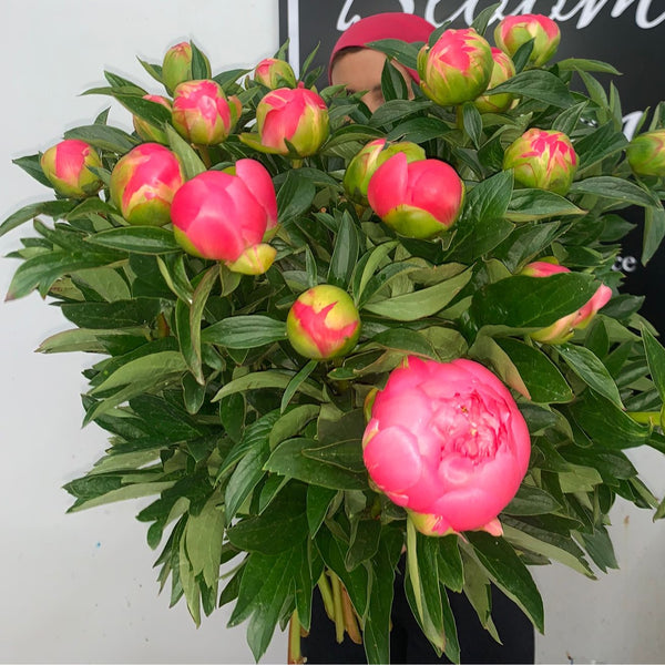 Peonies (1 Bunch)