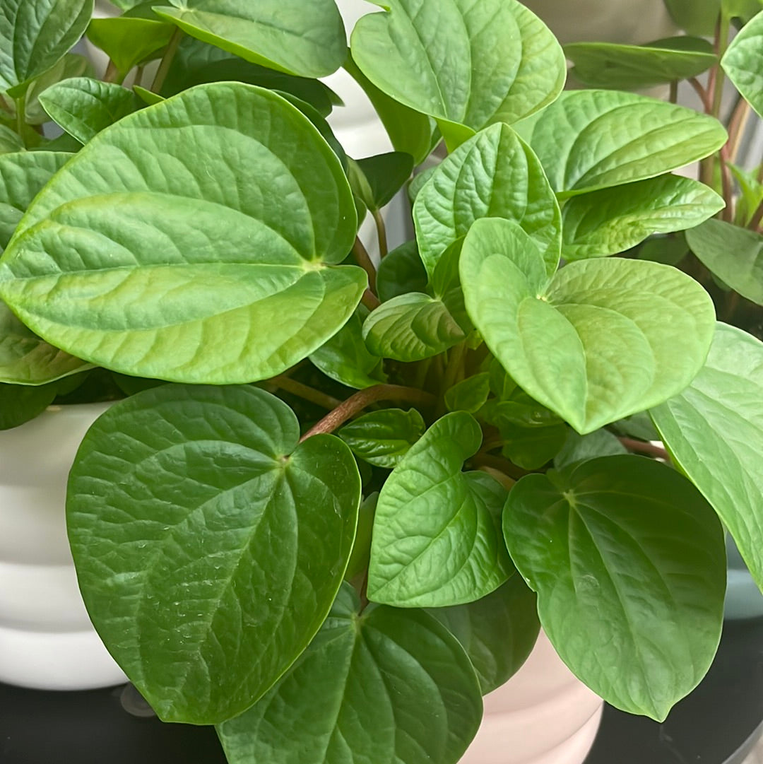 Peperomia Plant - The Bloom Room 