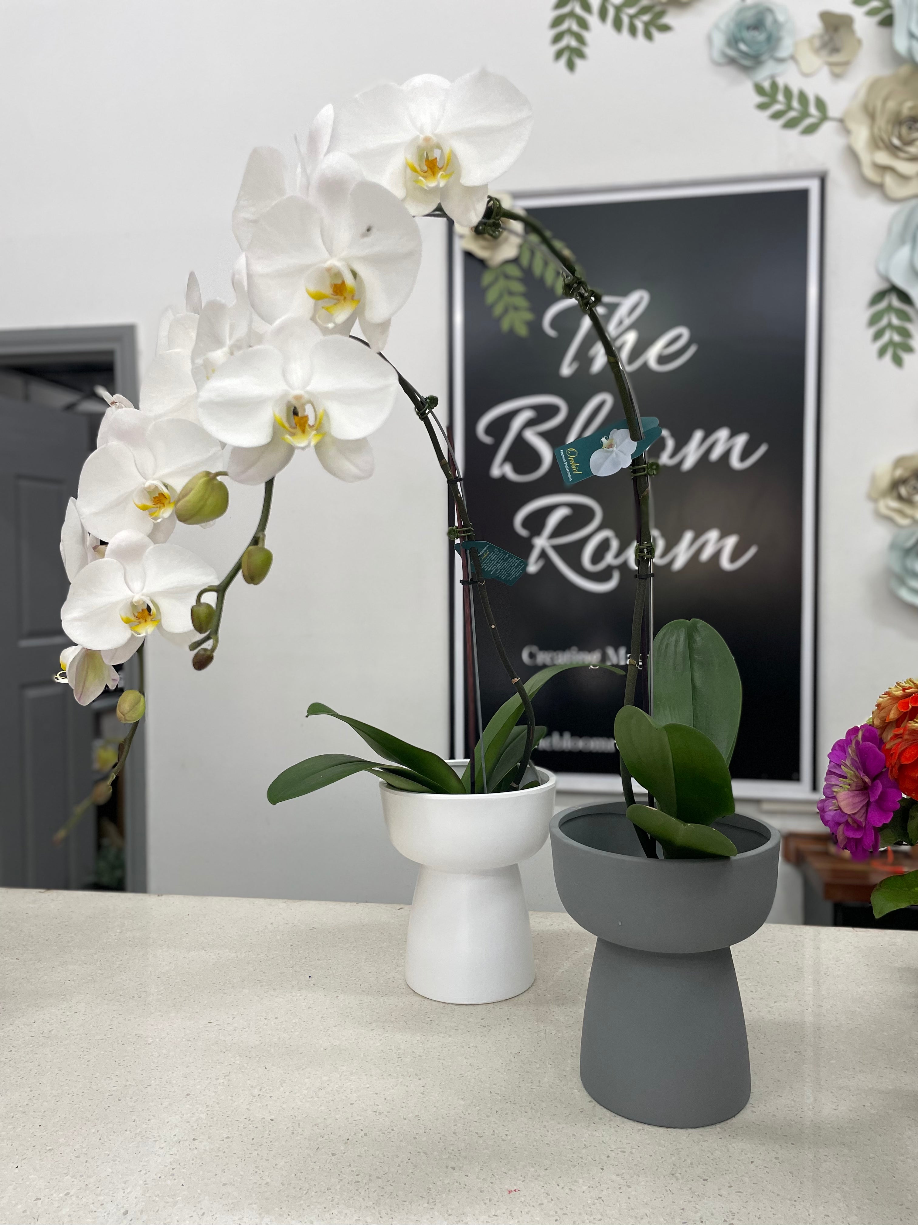 The Single Orchid in a Pot - The Bloom Room 