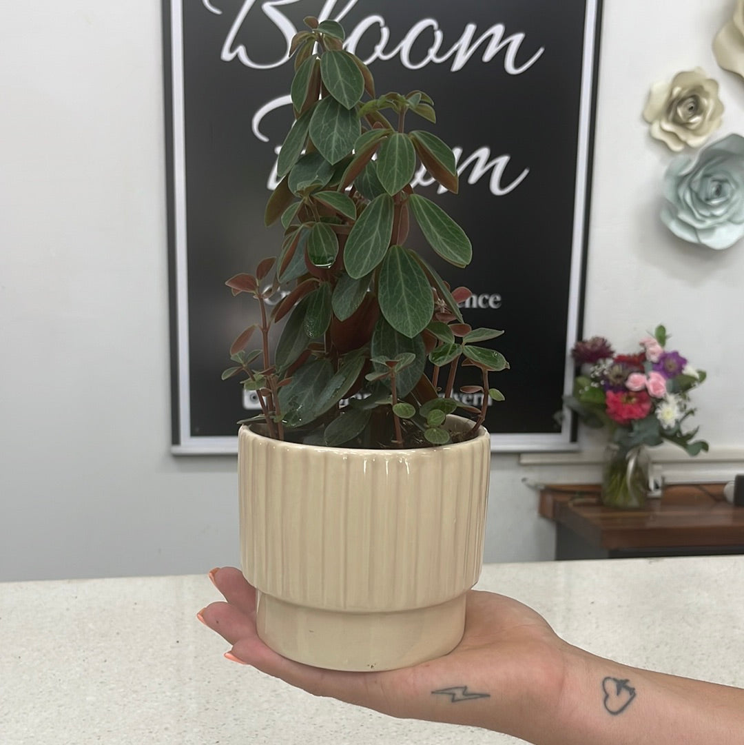 Cute Plants (Assorted) - The Bloom Room 