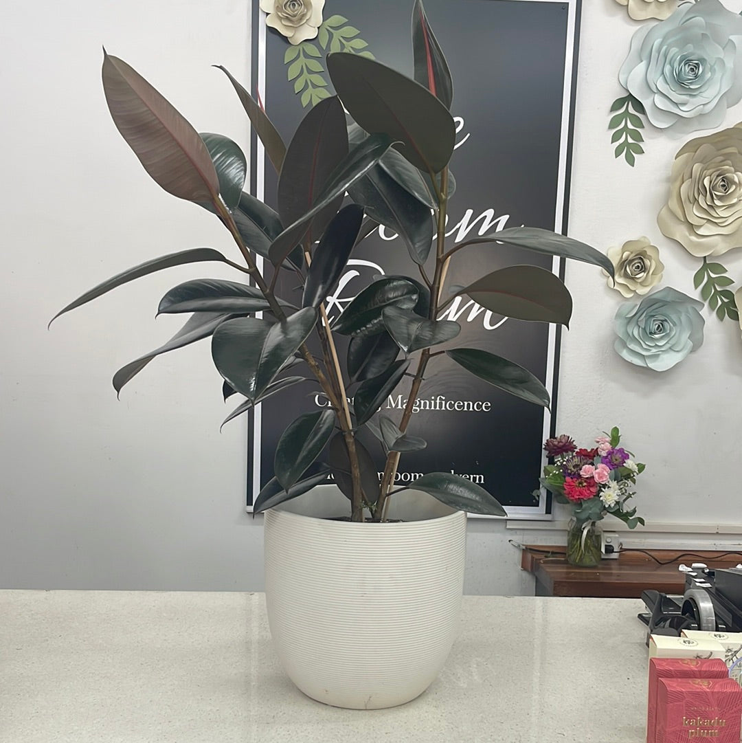 Rubber Tree Ficus Plant - The Bloom Room 