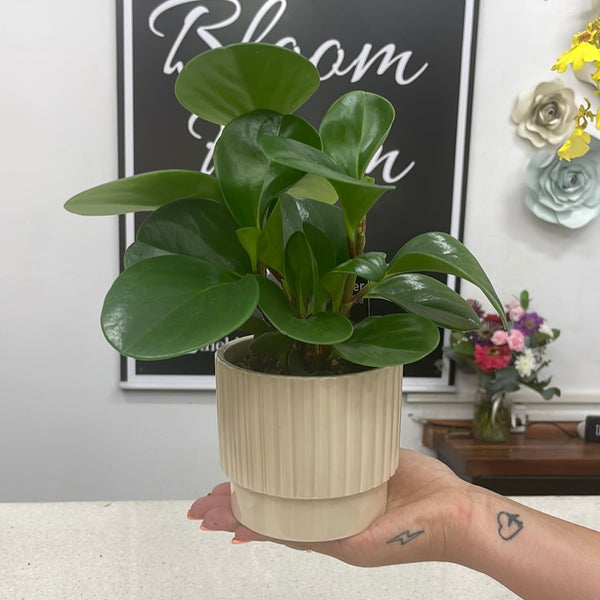 Florist Dandenong, Same Day Flower Delivery, Flowers Online