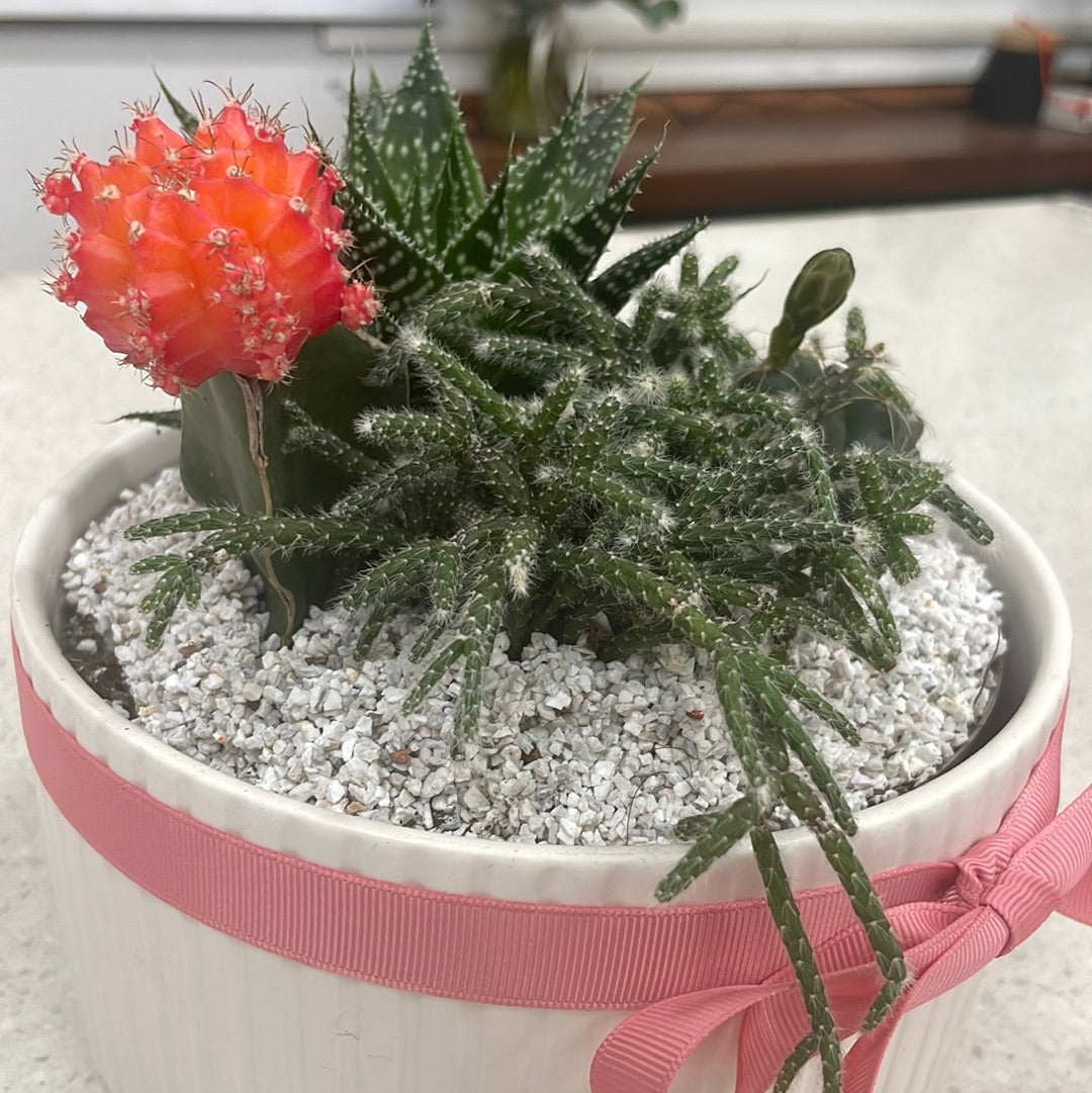 Cutie the Cactus - The Bloom Room 