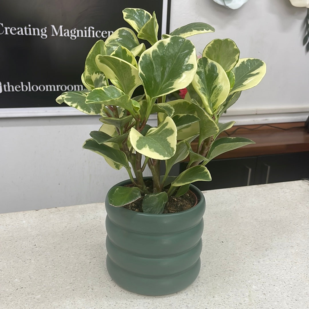Designer Peperomia - The Bloom Room 