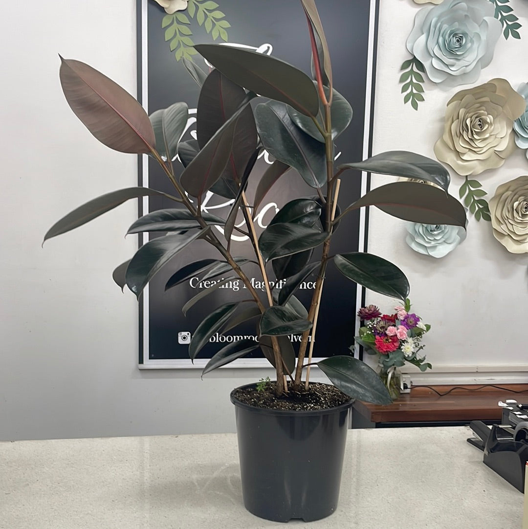Rubber Tree Ficus Plant - The Bloom Room 