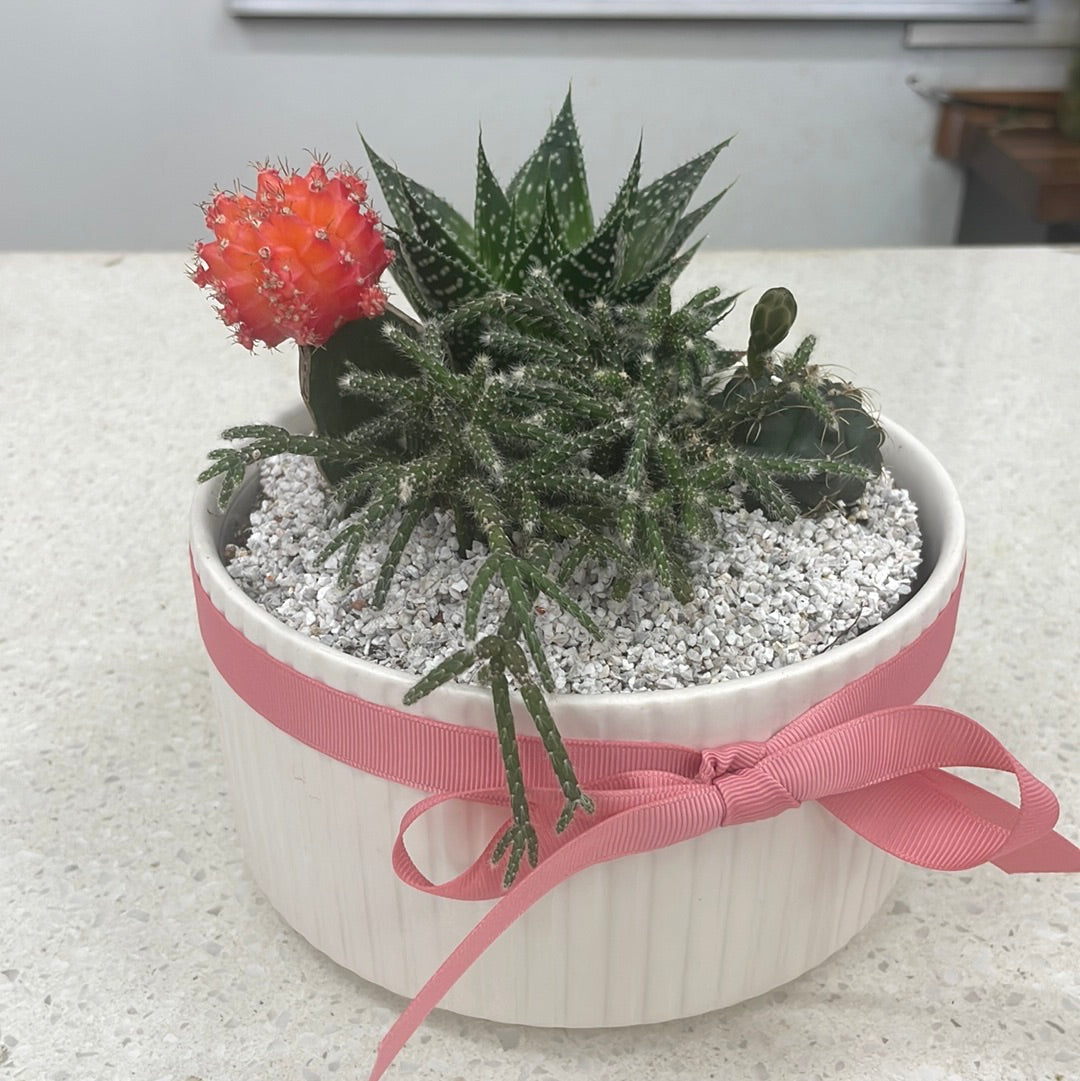 Cutie the Cactus - The Bloom Room 