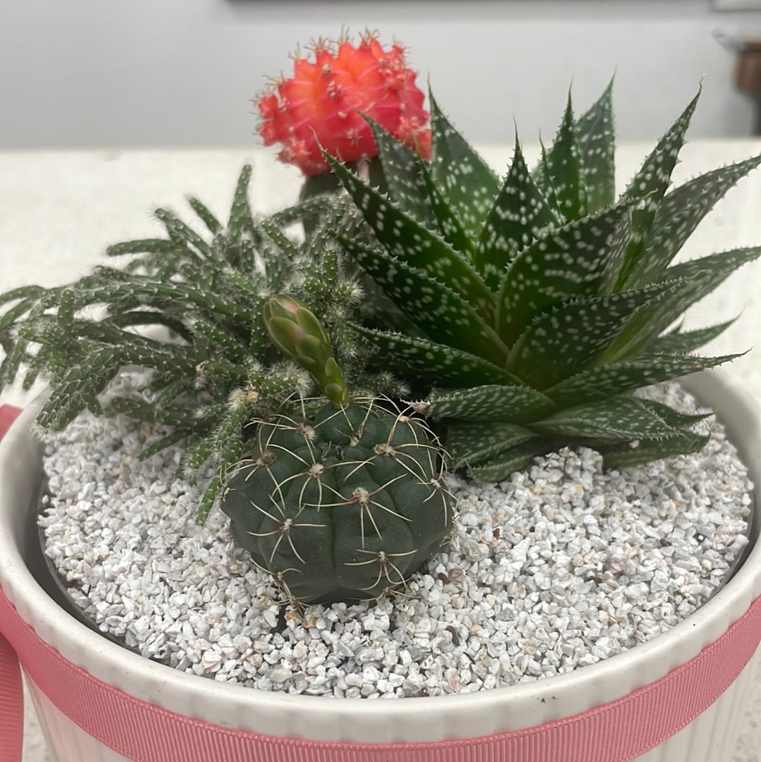 Cutie the Cactus - The Bloom Room 