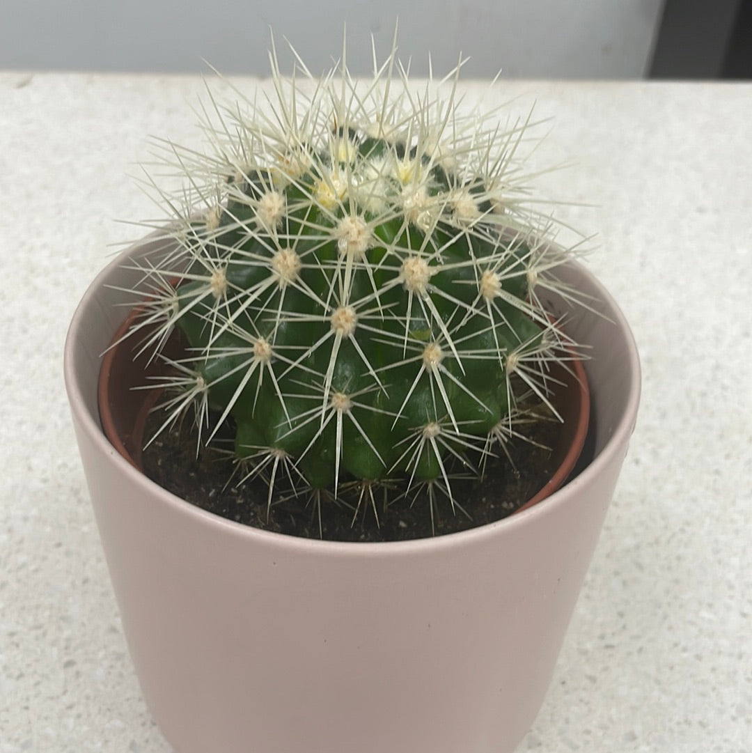 Cactus Plant - The Bloom Room 