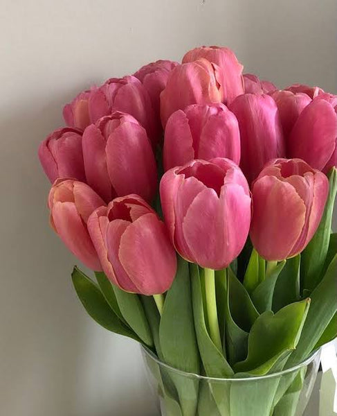 Tulips Bunch