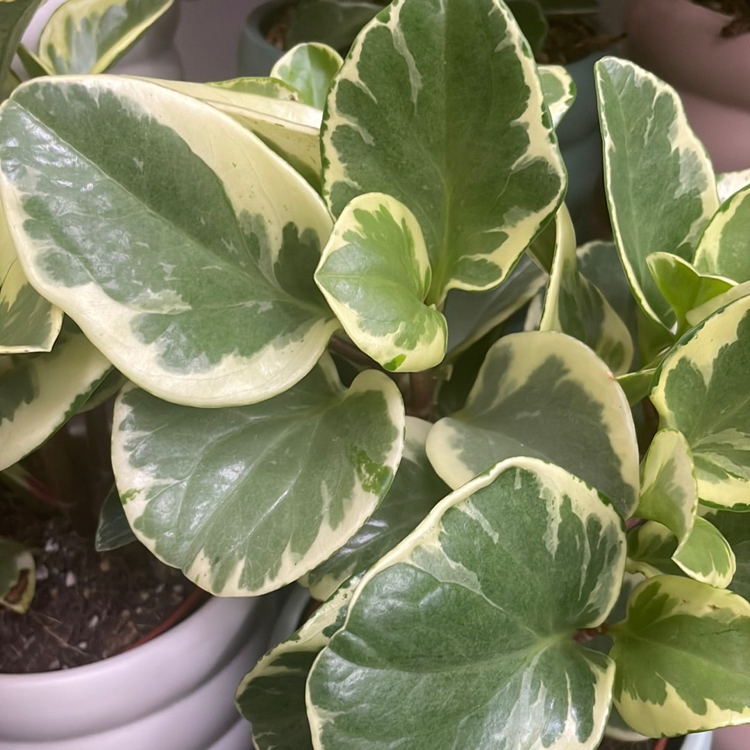 Designer Peperomia - The Bloom Room 