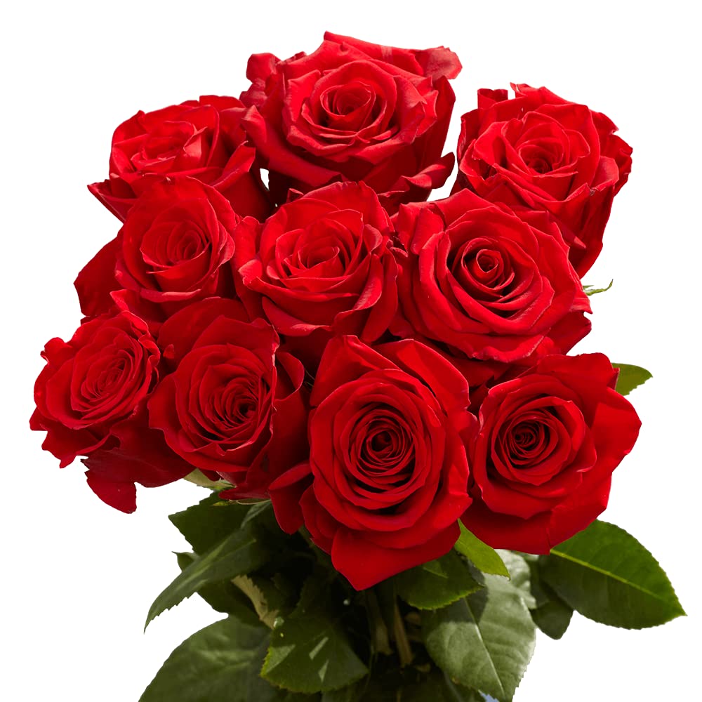 Premium Long Stem Roses (Assorted) - The Bloom Room 